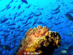 A local on Coopers Light Wreck - Durban by Bryan Hart 